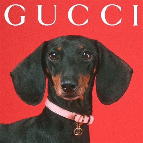 gucci dog meme|Hilarious Gucci Dog Fail Compilation .